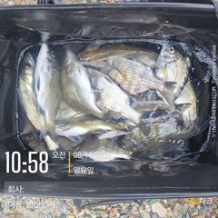 [고성] 벙산 감성돔 농어마리수 비속의 선외기 조황~~ 사진