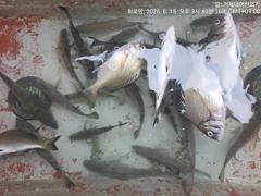 [거제] (선외기)문어 마릿수~감성돔 찌맛 손맛 중치급들로~(17일 예약… 사진