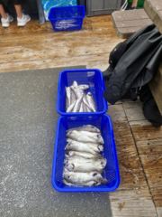 조황정보 - 2026년 8월 16일 타이탄호 조황사진입니다 - 궁평항 마지막슈퍼낚시,배낚시,바다낚시 사진