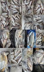 [백조기조황] 8월15일 부세 백조기얼음돔 쿨러조황 사진