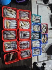 사계절호 야간무늬(200수) 사진
