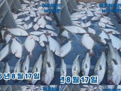 <뉴오리온호>  생미끼 민어/농어/광어/우럭/ 굿~ 조황(17일) 사진