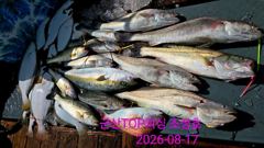 오늘의 조황 - 8월17일! 대물민어사냥! 최종조황! - 군산 탑피싱,배낚시,바다낚시