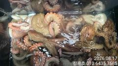 8/17 고흥문어 조황^ 사진