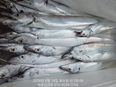 녹동금강호16석대갈치조항19일20일21일쭉예약중.예약순자리지정예약제 010-4058-2266  사진