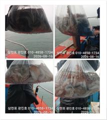 [사천] 문어출조,주말,평일,선비할인,자리여유 예약중~