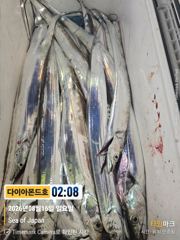 [진해] 오늘 화요일 출항확정! 예약가능! 전화주세요~