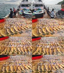 ♥붉바리들..이정도는 잡아봐야지요 대박 붉바리조황입니다 [2026년08월18일] ◎ 해마루호가 뜨는이유? 조황때문이죠 ◎ 핵심포인트: 바로진입.. 바로히트.. ▣ 차원이 다른 조... 사진