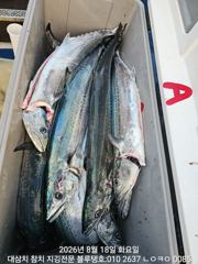 [경주] 퍼펙트 대박, 대삼치 40마리 이상 랜딩! (18일 화욜 오후타… 사진