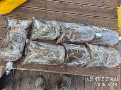 삼천포 똘이장군 똘이호//돌문어 좋습니다 사진