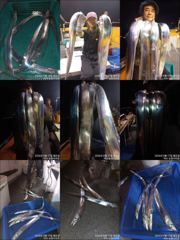 목감낚시 갈치 18일철수 조황입니다! 사진
