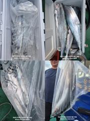 빅~대삼치 엄청난 마릿수 대박조과-테크호 사진