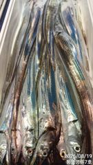 8월19일 명륜호  대~~~~~~~~~~박 사진
