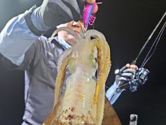 [통영] 무늬/팁런,,오늘 출항확정 예약가능,,