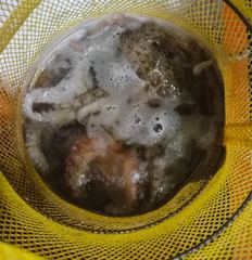 [포항] >>야간 돌문어 최근조황~!(오늘,목,금 예약중) 사진
