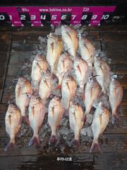 << 팀 인천 루키나 >> 08. 19. 13물 << 루키나2호 참돔타이라바 >> 사진