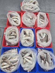 전체조황 - (오전피딩)(10명출조) 8월19일 백조기 조황 - 인천 연안부두 칸피싱, 루어, 침선, 생활낚시 전문 사진