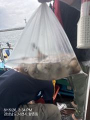돌문어 물때좋습니다 내일부터 주간 야간 예약중 입니다  사진