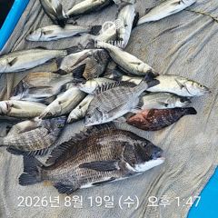 [사천] 삼천포 내만권 감성돔 사진