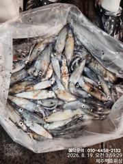 !!!제주 백호피싱!!! 8월 18일 한치 조황 사진