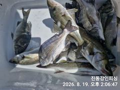 [마산] 진동강인피싱 오늘 감성돔 한분과 다녀왔습니다 사진
