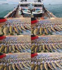 ♥붉바리들..이정도는 잡아봐야지요 대박 붉바리조황입니다 [2026년08월19일] ◎ 해마루호가 뜨는이유? 조황때문이죠 ◎ 핵심포인트: 바로진입.. 바로히트.. ▣ 차원이 다른 조황으로 모십니다 ▣ 요즘 붉바리낚시가 대세입니다 사진