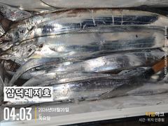 [텐빈]씨알좋은 3~4지,만쿨,반쿨(오늘소수인원,출항확정) 사진
