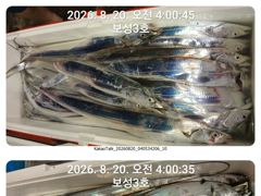 14석 보성3호  심해 갈치 완전 대박조황 씨알도 굿~~오늘부터 계속 자리여유 사진