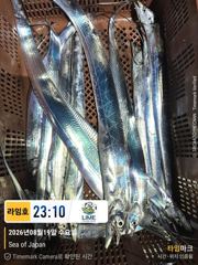 [드래곤피싱] 통영갈치 8월20일 입항조황 - 갈치야 보고싶었다 !!