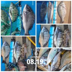 [사천] 삼천포 산분령 유료낚시터 8/19 조황입니다 :) 사진