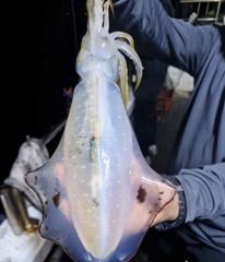 무늬팁런 연일 초초대박!! 800g,700g,500g 막 물어요!! 오늘 긴급 자리여유 사진