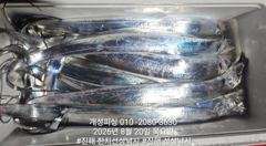 준내만 4지급 텐빈 은빛 갈치 마릿수 쿨러 가득 조황 오늘 무조건 출항 자리여유 사진