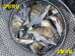 21일(금)가을찾으러감성돔출조~ 사진