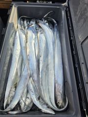 [거제] 갈치 텐야텐빈!!! 바다에 고기들이 바글바글합니다!!!! (내일…