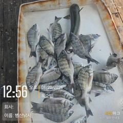 병산  8/20감성돔,농어 마리수 선외기흘림 및내만갯바위조황~~ 사진