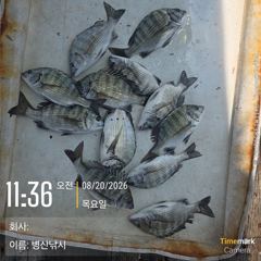 [고성] 병산 8/20 감성돔,농어 마리수 선외기흘림조황~~ 사진
