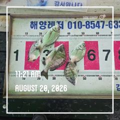 해양레저 흘림 감성돔 조황 사진