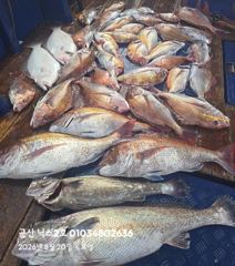 오늘의조황 - 8.20 닉스2호 참돔타이라바조황 7짜8짜 참돔민어~ - 군산 닉스호,배낚시 및 바다낚시 전문 사진