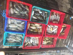 새바다호 야간 무늬오징어 팁런 다녀 왔읍니다 150수 잡고  일요일부터 예약됩니다 사진