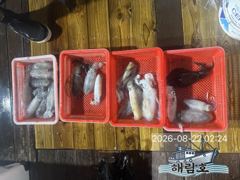 8월21일 무늬오징어 조황입니다! 사진