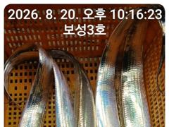 14석 보성3호  갈치가 완전 풍년입니다 만만쿨조황~~~계속 예약중 자리여유있습니다 사진