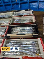 흥부낚시)3지 4지급들 계속 올라와요  일욜부터 자리는 여유  사진