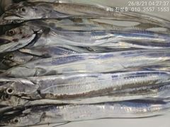 거제 뉴 진성호 8월 21일 야간 외줄 칼치 아침 조항입니다 사진