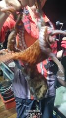 야간돌문어 묵찍한손맛보려오세요 오늘자리여유많습니다 사진