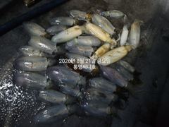 [통영] (무늬팁런)20일 오늘도 세자릿 수 오버~!! 사진
