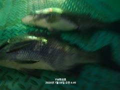 (FM 피싱호 ㅡ감성돔흘림)~주말출조 (오전낚시)내일 정상출조합니다  사진