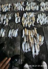 무늬팁런 초초대박 K오바,800그람 다수!! 엄청납니다~!! 오늘 자리널널 예약가능 사진