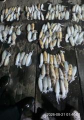 연일 참돔 씨알,마릿수 대박퍼레이드~!! 황금물때 주말자리여유 예약가능~!! 사진