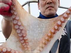 성복호 문어대박 15마리  사진