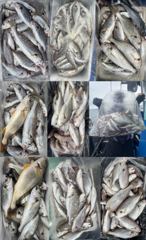 [백조기조황] 8월21일황금빛 팔뚝부세 왕백조기1인 340마리초대박 조황